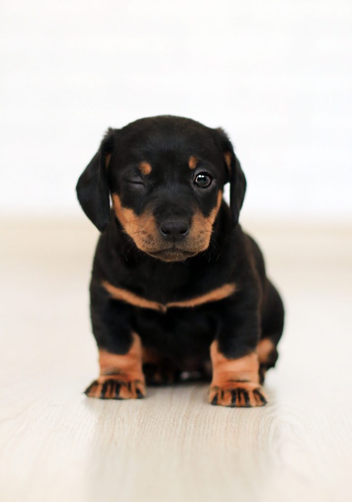 Har du viden og økonomi til at få en hund?